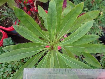 Senecio sarracenicus