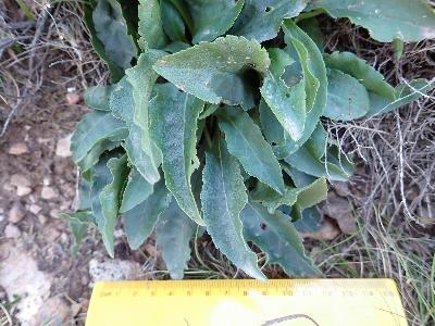 Solidago vigaurea