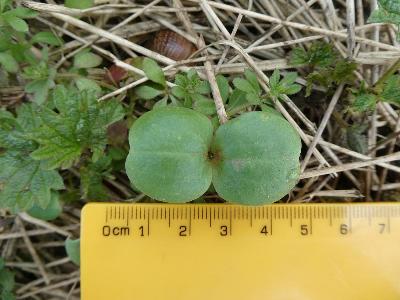 Impatiens glandulifera (cotyledons)