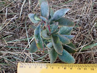 Berberis vulgaris