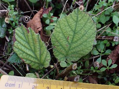 Alnus cordata