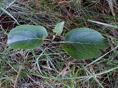 Alnus cordata (2)