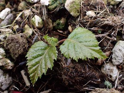 Betula utilis