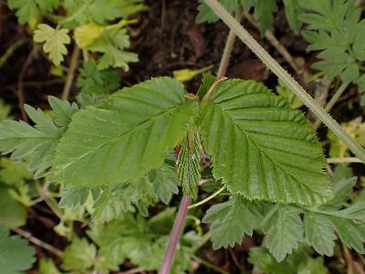 Carpinus betulus