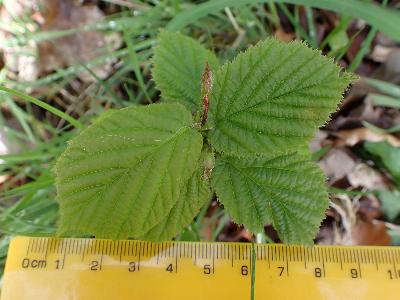 Corylus avellana