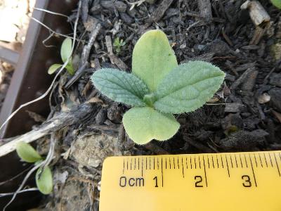 Borago officinalis