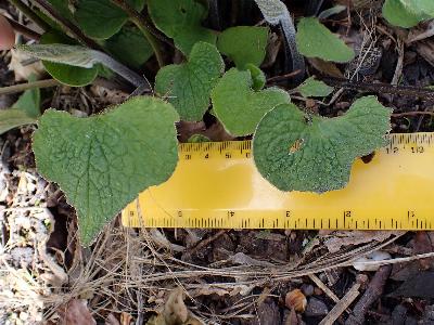 Brunnera macrophylla