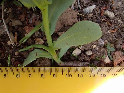 Cerinthe major