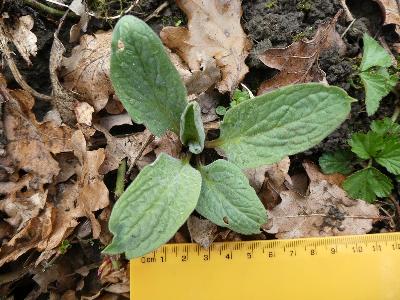 Cynoglossum officinale