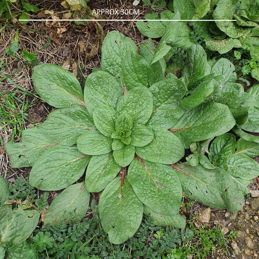 Echium plantagineum (1) -  select me for a larger image