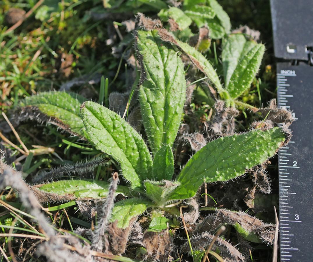 Echium plantagineum (2) -  select me for a larger image