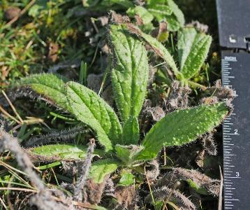 Echium plantagineum (2)