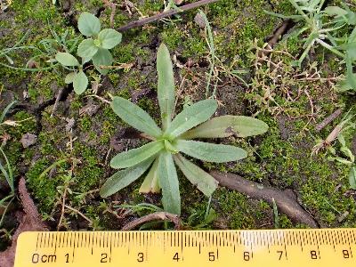 Myosotis laxa