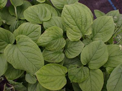 Omphalodes verna