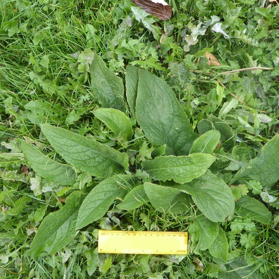 Pentaglottis sempervirens (1) -  select me for a larger image