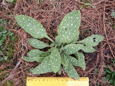 Pentaglottis sempervirens (2)