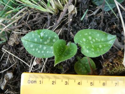 Pulmonaria officinalis