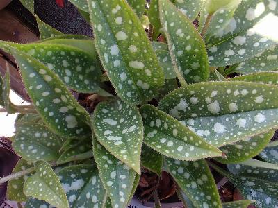 Pulmonaria rubra
