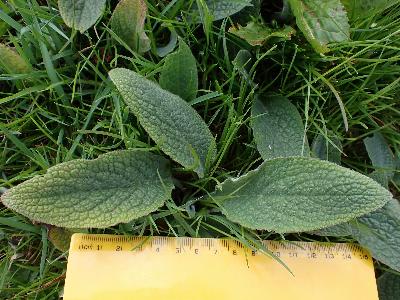 Symphytum caucasicum