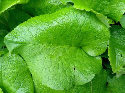 Trachystemon orientalis