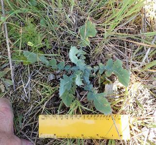 Brassica rapa
