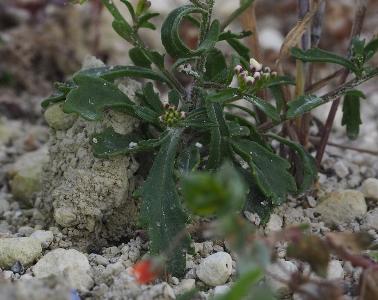 Iberis amara