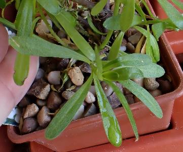 Iberis umbellata