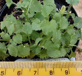 Campanula carpatica