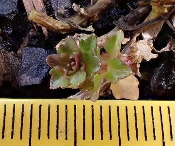 Campanula cochleariifolia