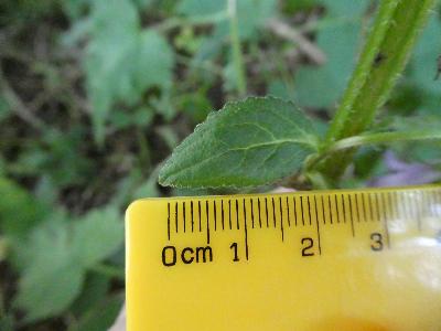 Campanula latifolia