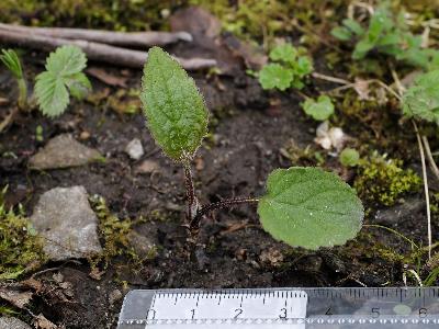 Campanula rapunculoides