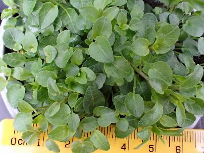 Campanula rotundifolia