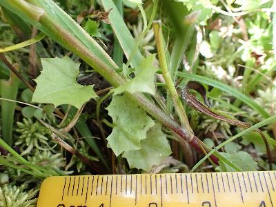 Wahlenbergia hederacea