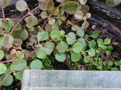 Linnaea borealis