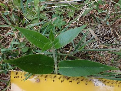 Lonicera henryi