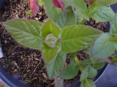 Lonicera involucrata