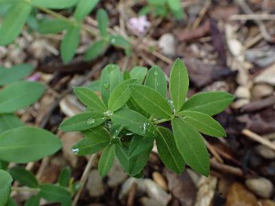 Lonicera tatarica