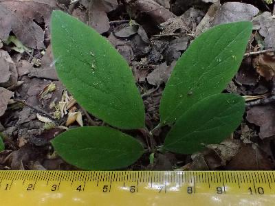 Lonicera xylosteum