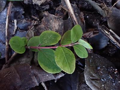 Symphoricarpos orbiculatus