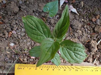 Weigela florida