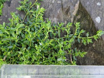 Herniaria glabra (1)