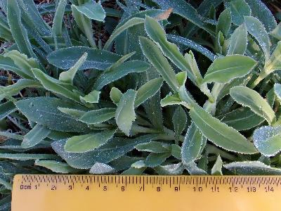 Saponaria ocynoides (2)