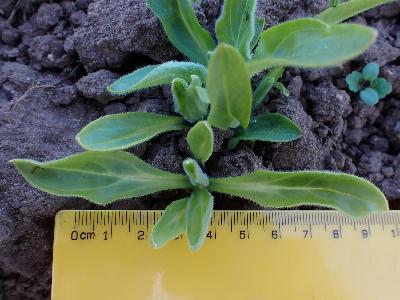 Silene dichotoma (1)