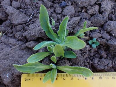 Silene dichotoma (2)