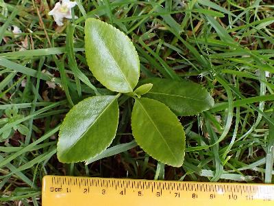 Euonymus japonicus