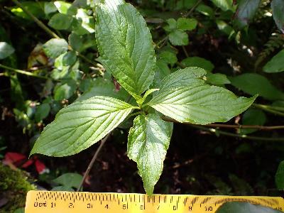 Cornus sericea