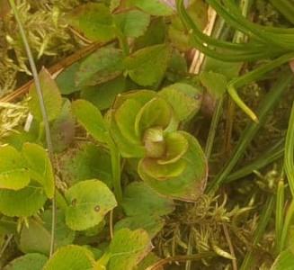 Cornus suecica