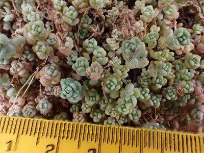 Sedum dasyphyllum (2)