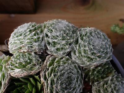 Sempervivium arachnoideum