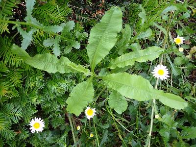 Dipsacus sativus